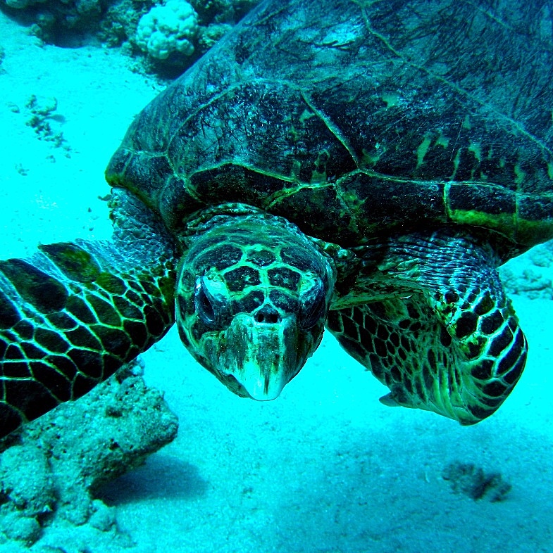 Морская черепаха Бисса. Морская черепаха Бисса.