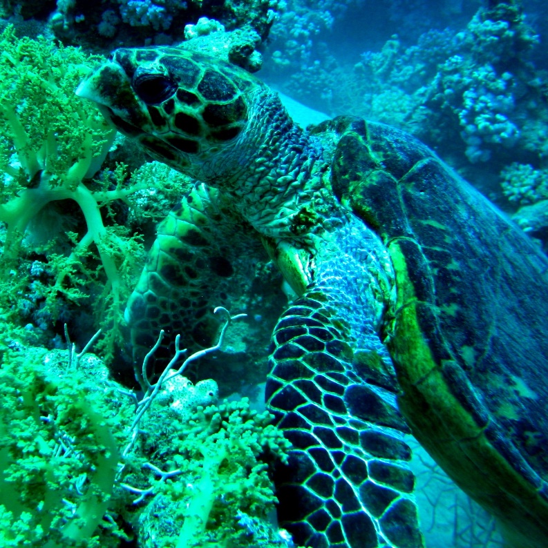 Морская черепаха Бисса. Морская черепаха Бисса.