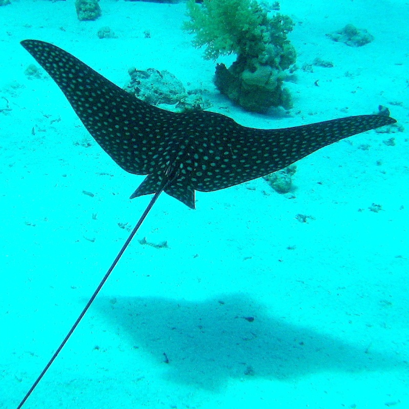 Скат орляк. Скат орляк.