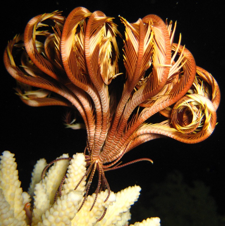 Морская лилия. Морская лилия.