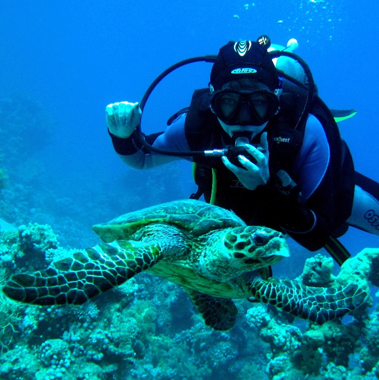 Морская черепаха Бисса (Eretmochelys imbricata).