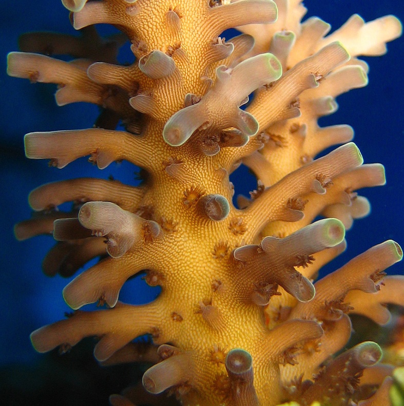 Жёсткий коралл Акропора Хайме. Жёсткий коралл Акропора Хайме.