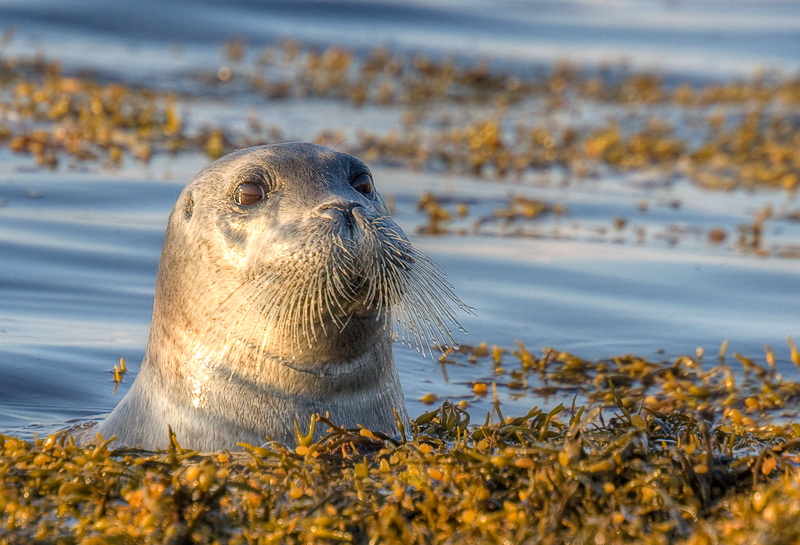 Тюленья тема Тюленья тема