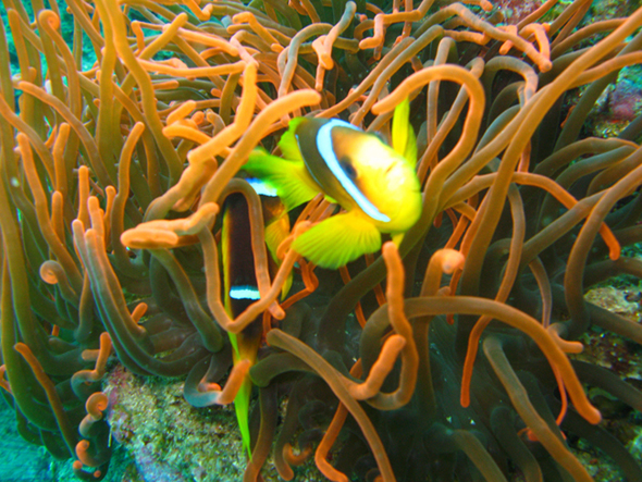 Дахаб,март-апрель 2007 Дахаб,март-апрель 2007