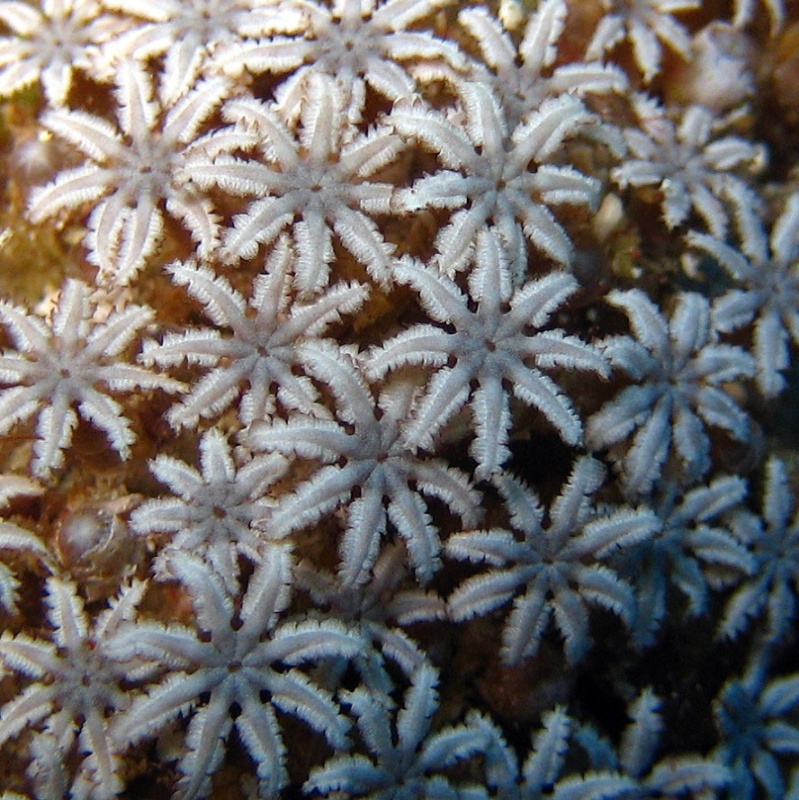 Коралл Органчик. Коралл Органчик.