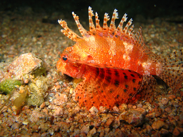 Дахаб,март-апрель 2007 Дахаб,март-апрель 2007