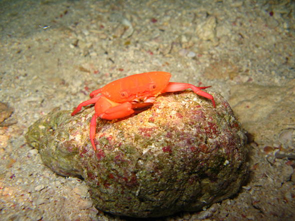 Дахаб,март-апрель 2007 Дахаб,март-апрель 2007