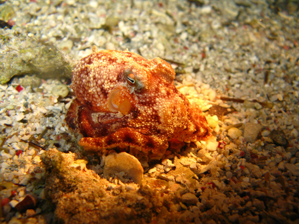 Дахаб,март-апрель 2007 Дахаб,март-апрель 2007