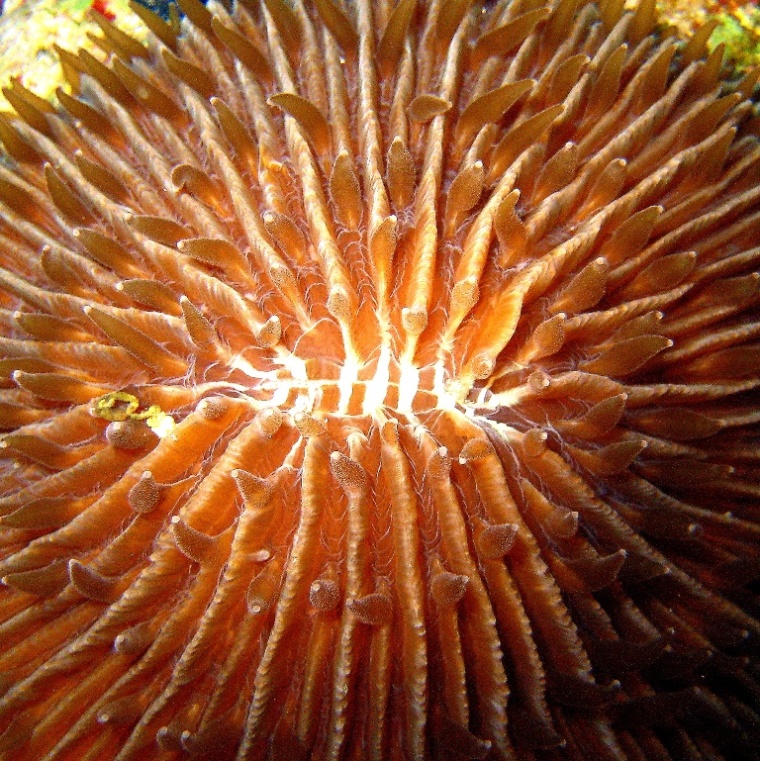 Коралл Фунгия. Коралл Фунгия.