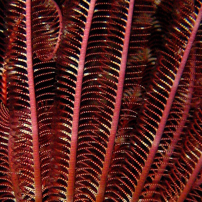 Морская лилия. Морская лилия.