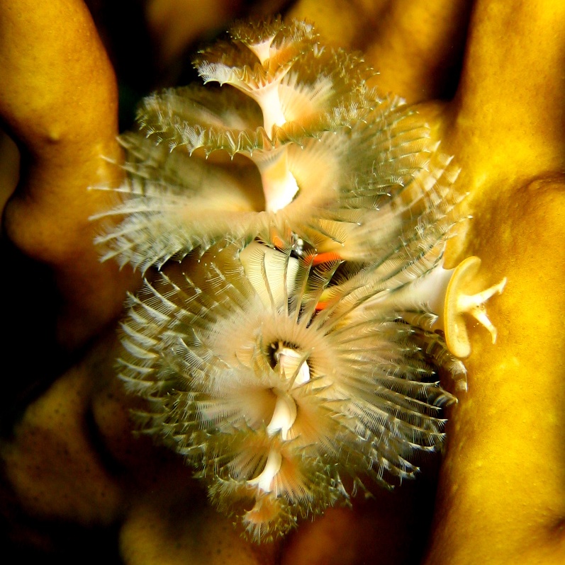 Червь Новогодняя Ёлочка. Червь Новогодняя Ёлочка.