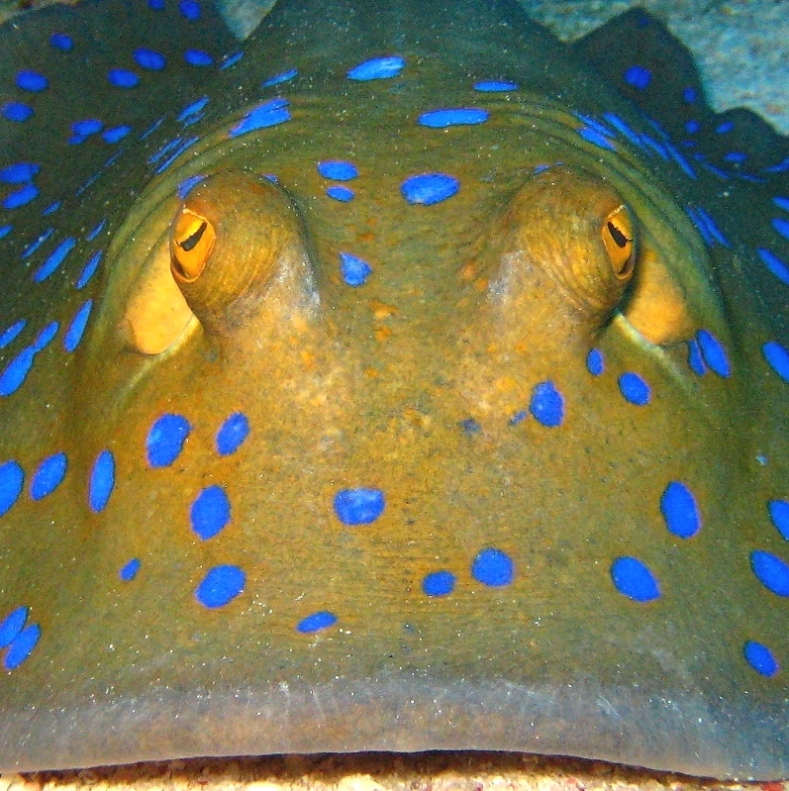 Сине-пятнистый скат-хвостокол Сине-пятнистый скат-хвостокол