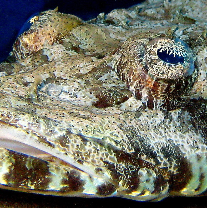 Рыба-крокодил. Рыба-крокодил.