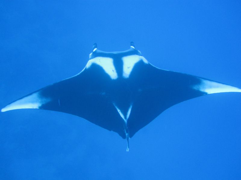 Шарм 04.10 Шарм 04.10