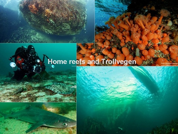 гулен7 гулен7