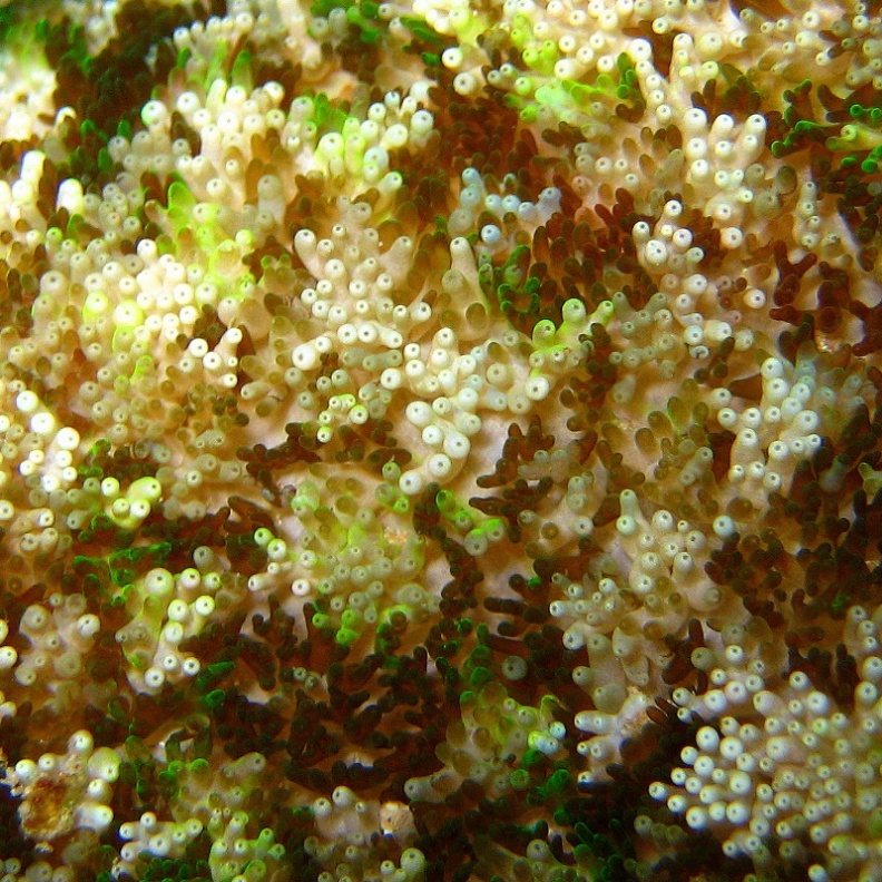 Липкая актиния.