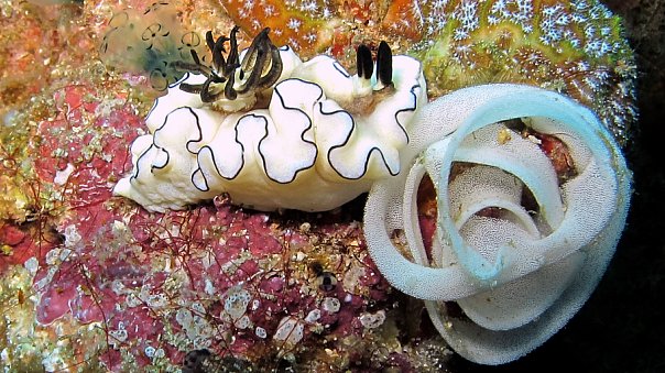 Голожаберник. Фото Ирины Фурсовой Голожаберник. Фото Ирины Фурсовой