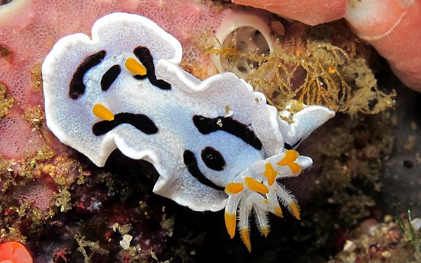 Голожаберник. Фото Ирины Фурсовой Голожаберник. Фото Ирины Фурсовой