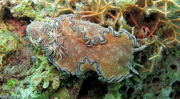 Голожаберник. Фото Ирины Фурсовой Голожаберник. Фото Ирины Фурсовой