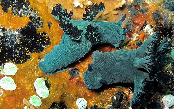 Голожаберник. Фото Ирины Фурсовой Голожаберник. Фото Ирины Фурсовой