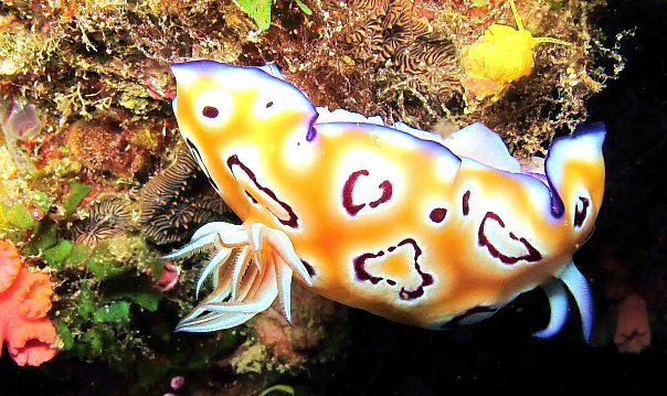 Голожаберник. Фото Ирины Фурсовой Голожаберник. Фото Ирины Фурсовой