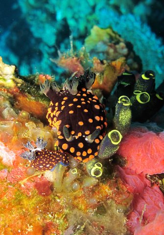 Голожаберник. Фото Ирины Фурсовой Голожаберник. Фото Ирины Фурсовой