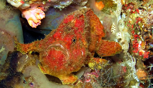 Рыба-жаба. Фото Ирины Фурсовой Рыба-жаба. Фото Ирины Фурсовой