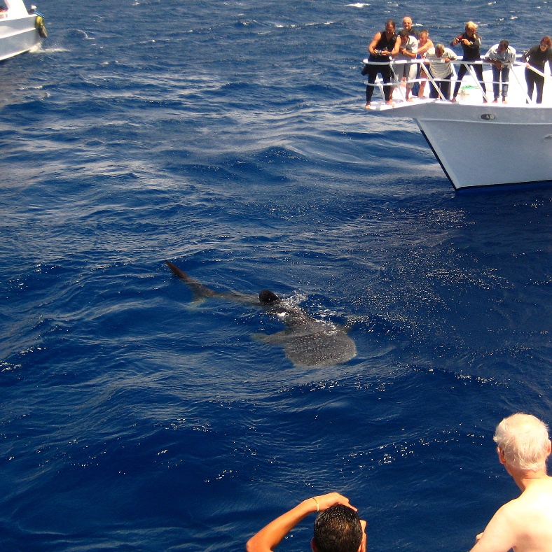Китовая акула. Китовая акула.