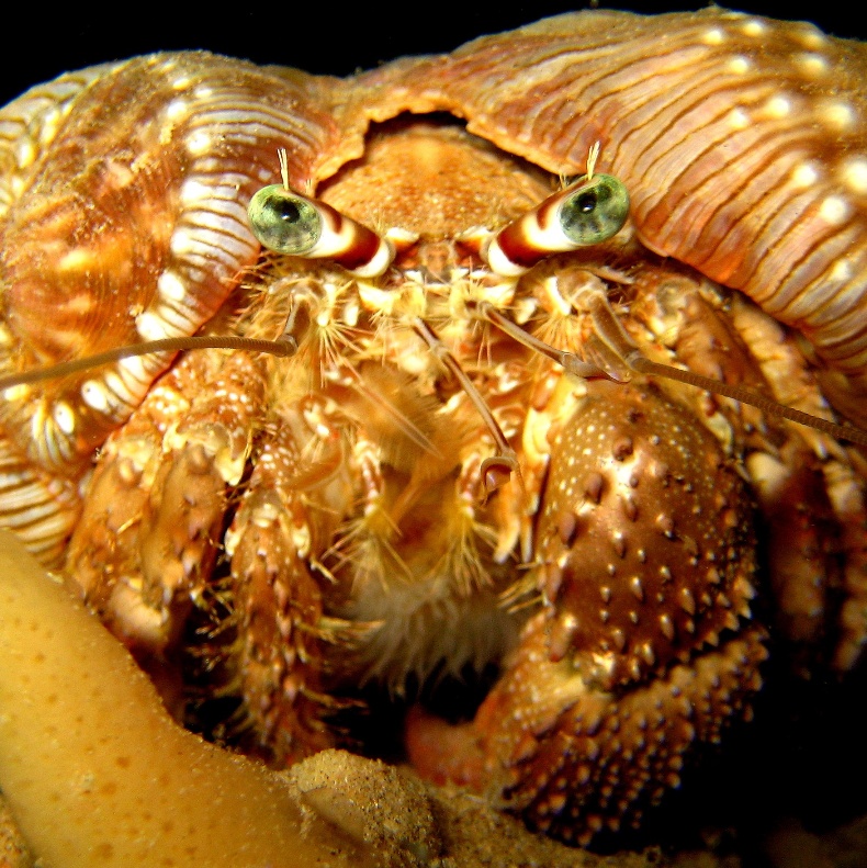 Рак-отшельник. Рак-отшельник.