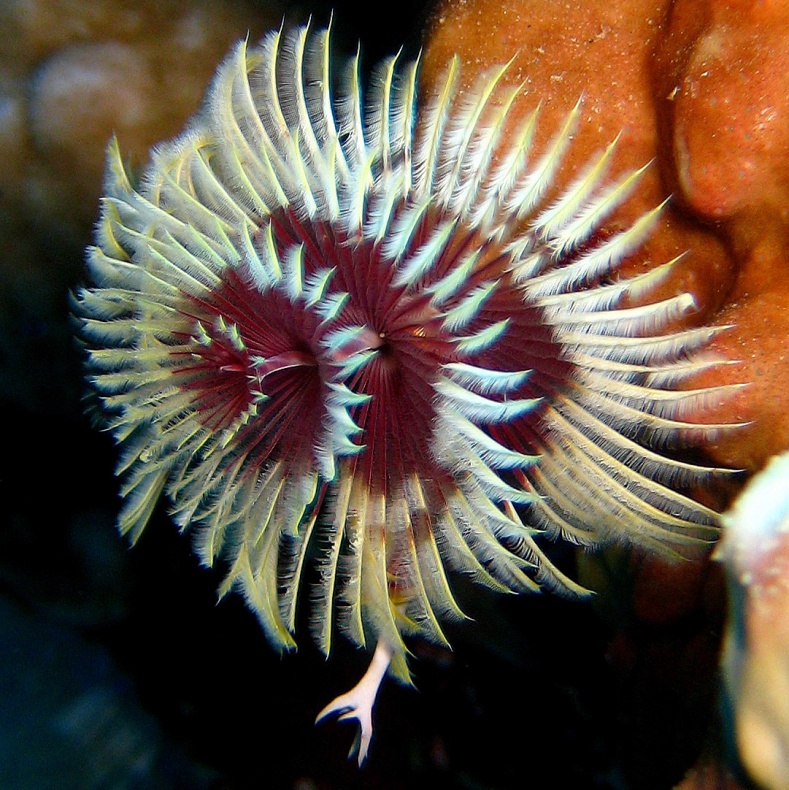 Морской трубчатый червь. Морской трубчатый червь.
