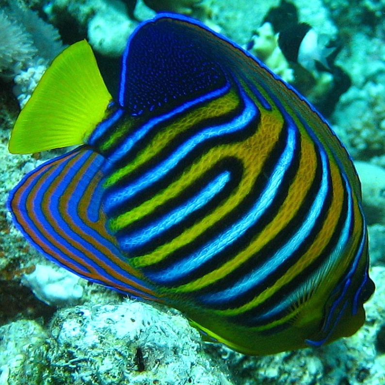 Королевская рыба-ангел. Королевская рыба-ангел.