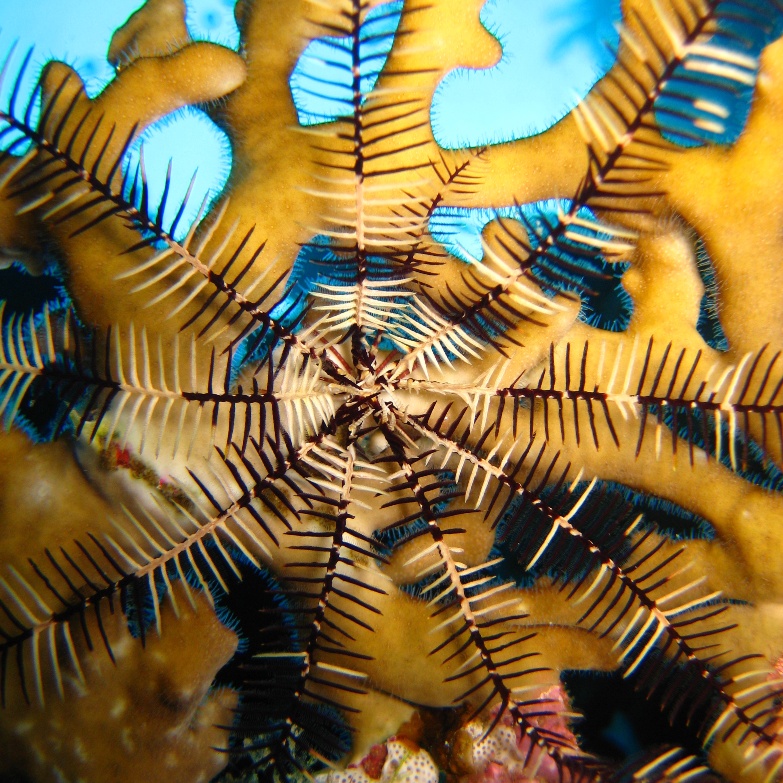 Десятилучевая морская лилия на Огненном коралле. Десятилучевая морская лилия на Огненном коралле.