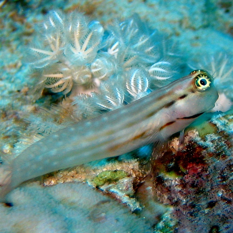 Рыба-собачка. Рыба-собачка.