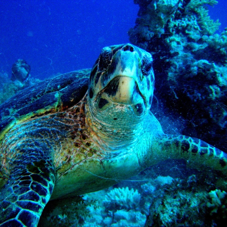 Морская черепаха Бисса (Eretmochelys imbricata).