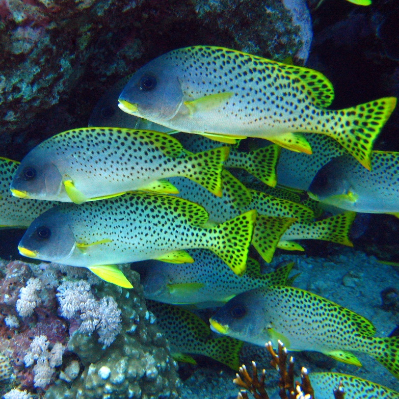 Чернопятнистый сладкогуб Чернопятнистый сладкогуб