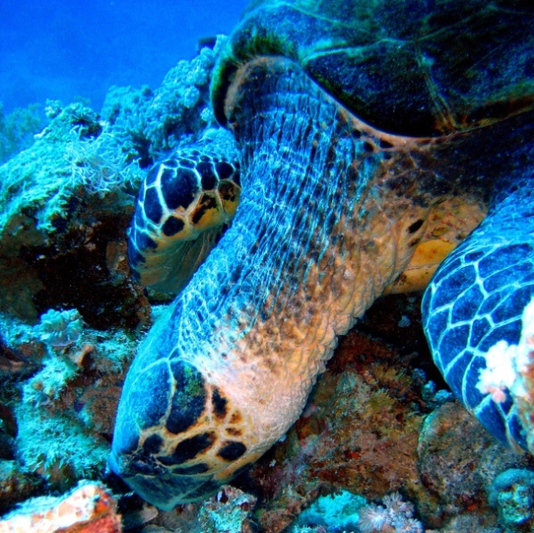 Морская черепаха Бисса (Eretmochelys imbricata).