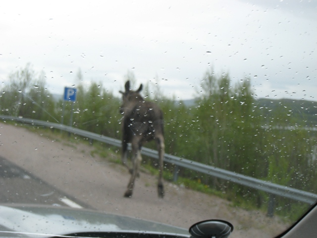 лось