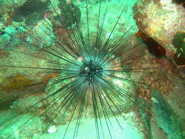 Ёжик в тумане (или в дымке)! Ёжик в тумане (или в дымке)!