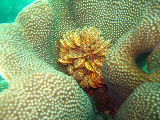 Подводные фото Подводные фото