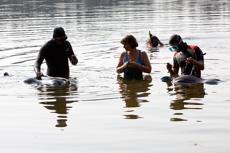 Курсы фридайвинга на озере Комонь Курсы фридайвинга на озере Комонь