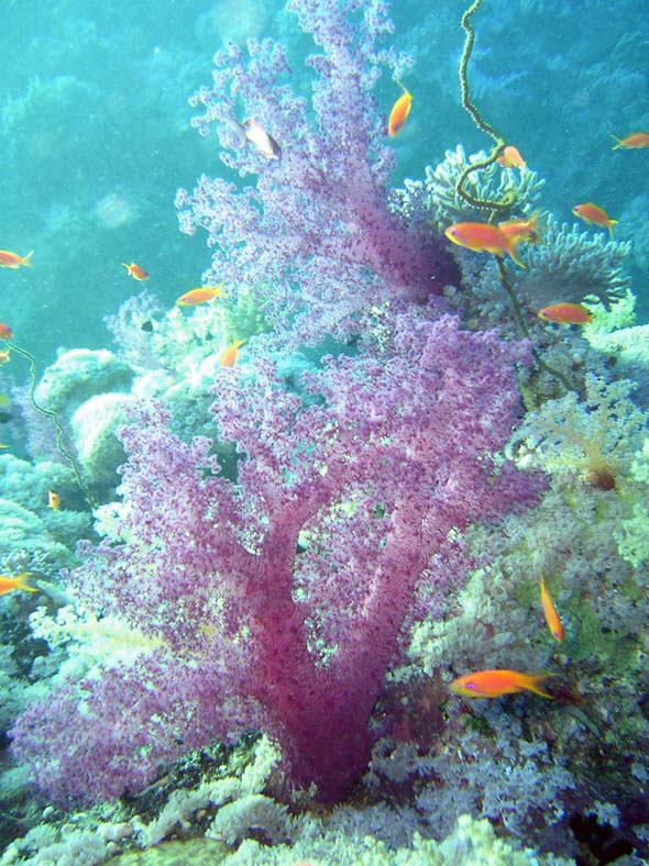 Красное море, октябрь 2005 Красное море, октябрь 2005