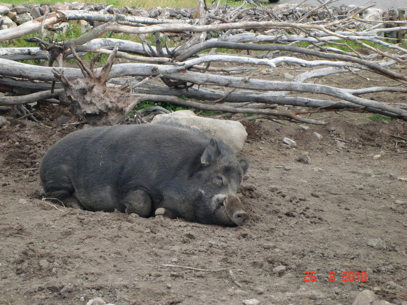 обкуренная свинья обкуренная свинья
