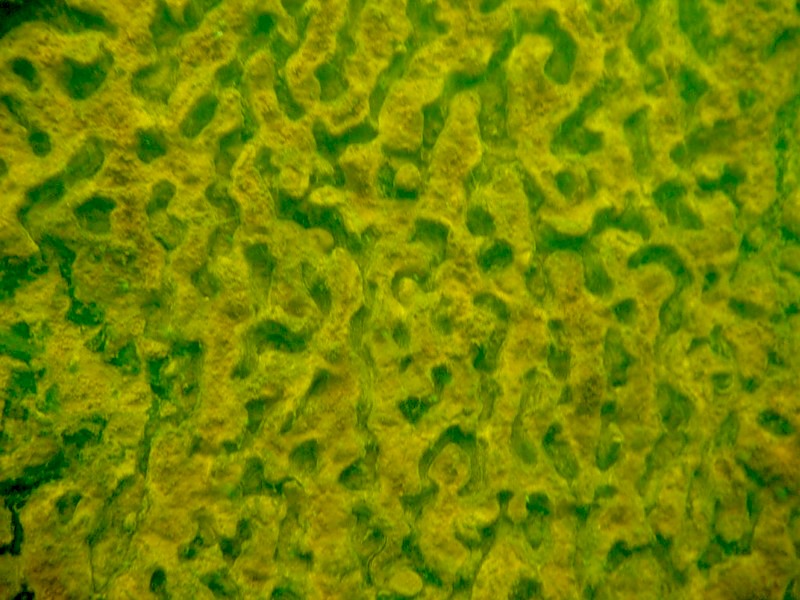 Загадочная ржавчина ))) Загадочная ржавчина )))