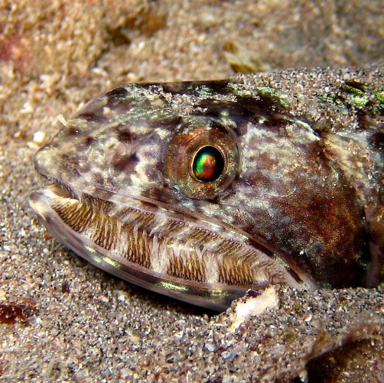 Ящероголов. Ящероголов.