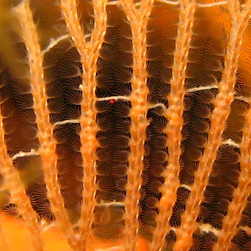 Caves, Мшанки.