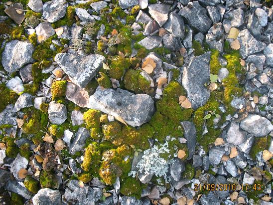 Онега-2010 Онега-2010