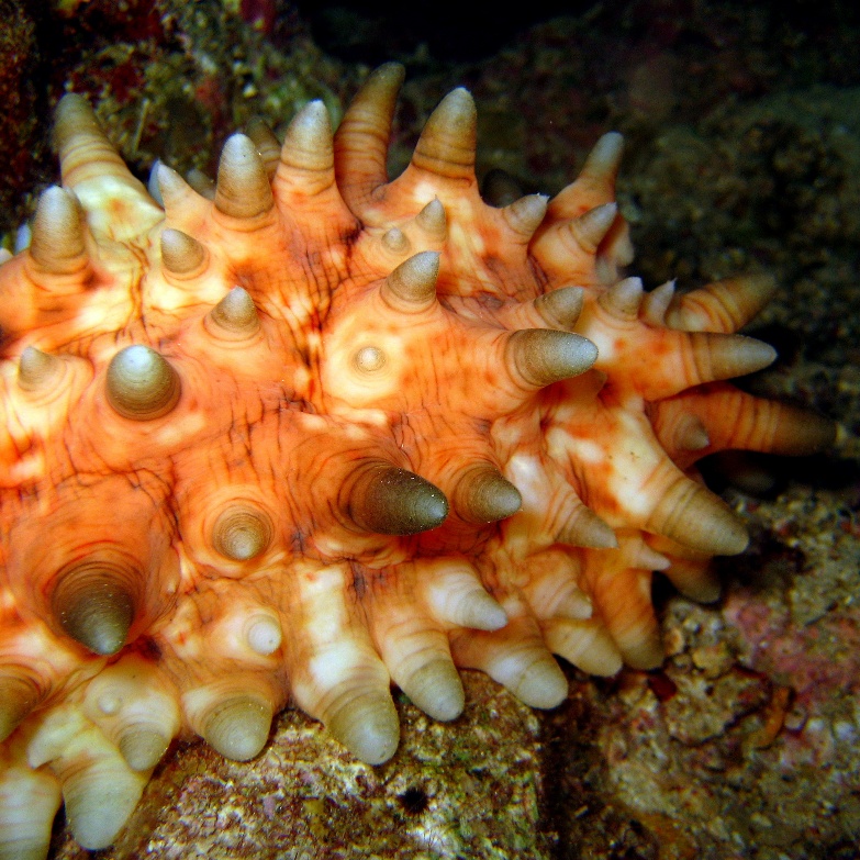 Голотурия (морской огурец, трепанг). Голотурия (морской огурец, трепанг).
