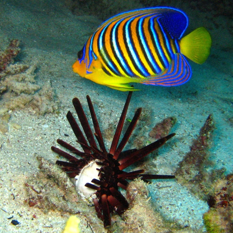 Королевская Рыба-ангел. Королевская Рыба-ангел.