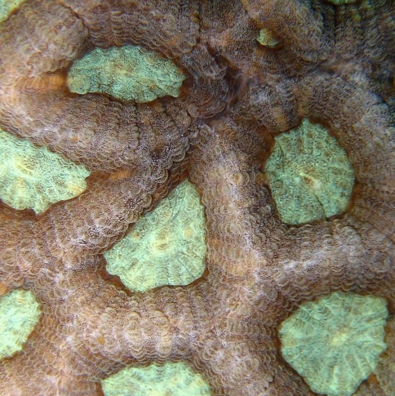 Коралловая мозаика.