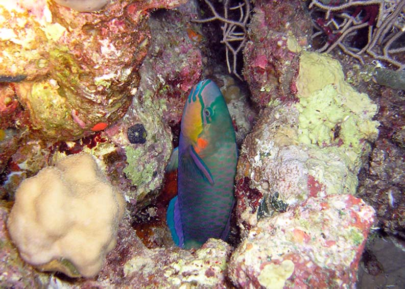 Ещё одна "спальня"... Ещё одна "спальня"...